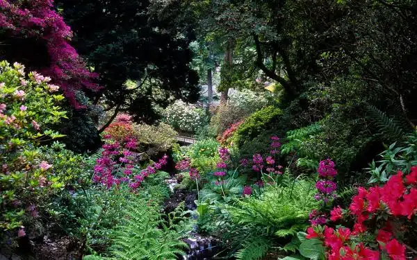 Bodnant Gardens, Conwy, Wales, UK | Luxuriant planting around a small stream – candelabra primula, ferns, azaleas and water side plants (14 of 15)