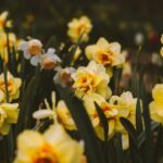 U9E2QM7Xqpjq scaled 1 How To Grow And Care For Daffodils 17