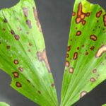 Copper fungicide spray injury to fishtail palm