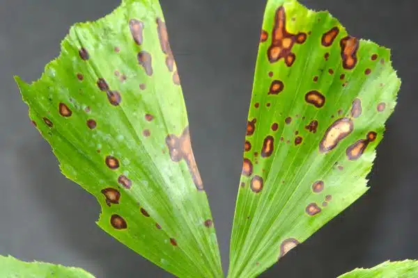 Copper fungicide spray injury to fishtail palm