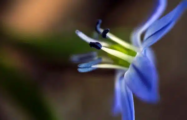 siberian squill, 2x life size
