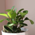 WQLxR79abzjq scaled 1 How To Grow Peperomia Obtusifolia (Baby Rubber Plants) 41