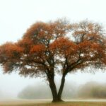 Oak Tree in the Fog