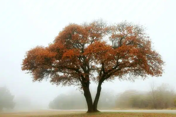 Oak Tree in the Fog