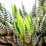 X5Q4KfyEvUjq scaled 1 9 Houseplants You Can Totally Neglect 42