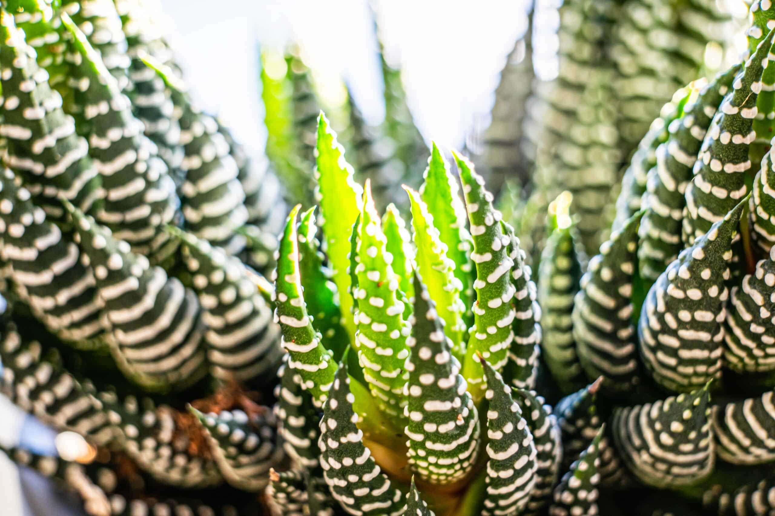 X5Q4KfyEvUjq scaled 1 9 Houseplants You Can Totally Neglect 1