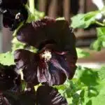 Black hollyhock (Alcea rosea 'Nigra')