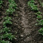 XhRMnNmrEBjq scaled 1 7 Ways To Grow Potatoes At Home 3