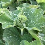 Y9UZFd9oB7jq scaled 1 How To Grow And Care For Lady's Mantle 22