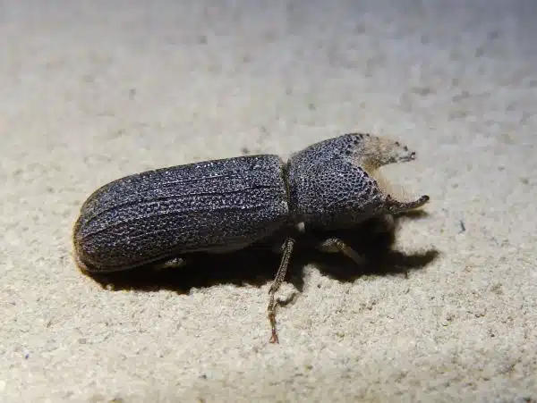 bostrichid beetles, branch and twig borers, horned powderpost beetles