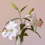 ZW4bok433Mjq scaled 1 How To Grow & Care For 'Stargazer' Oriental Lily 15