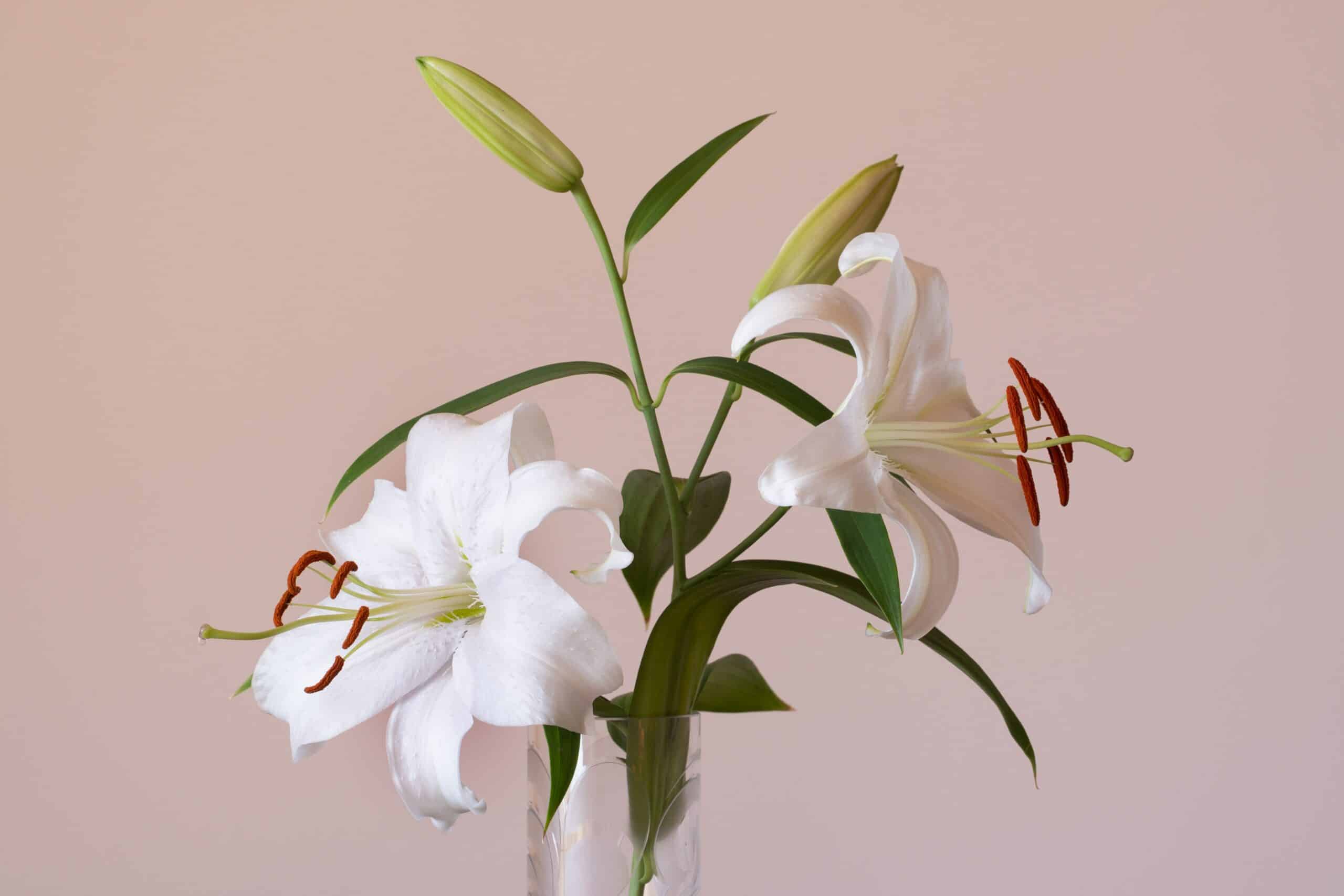 ZW4bok433Mjq scaled 1 How To Grow & Care For 'Stargazer' Oriental Lily 1