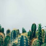 ZoyIEWs0RTjq scaled 1 How To Grow And Care For Indoor Cactus 3
