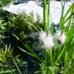 dwarf reed mace seed release context view