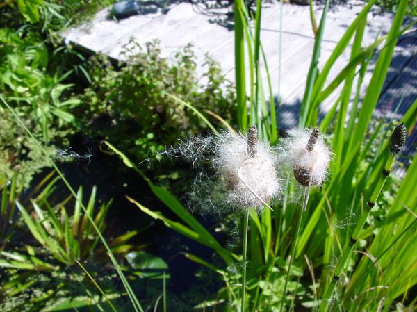 dwarf reed mace seed release context view