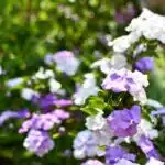 Yesterday-Today-and-Tomorrow (Brunfelsia pauciflora)