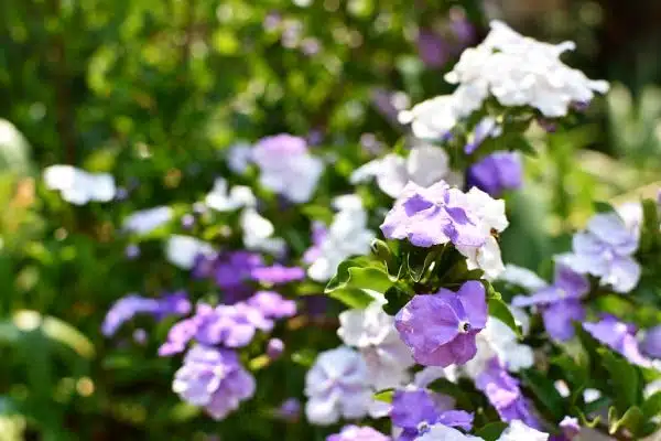 Yesterday-Today-and-Tomorrow (Brunfelsia pauciflora)