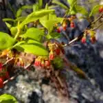 File:Gaylussacia baccata - Black Huckleberry 2.jpg