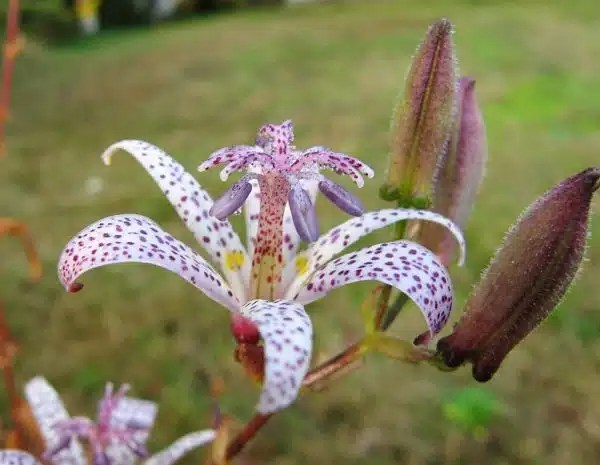 toad lily (Tricyrtis), I think