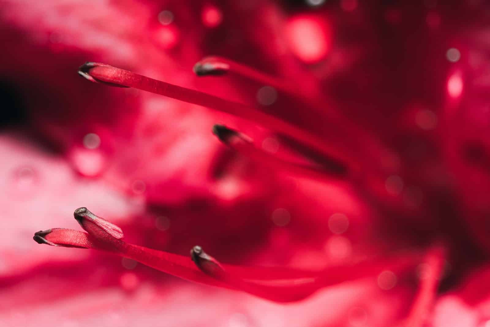 bdctske Azalea Flowers: Beauty and Symbolic Meanings 1