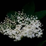 bgGqD 2DqWjq scaled 1 How To Grow And Care For Black Lace® Elderberry 40
