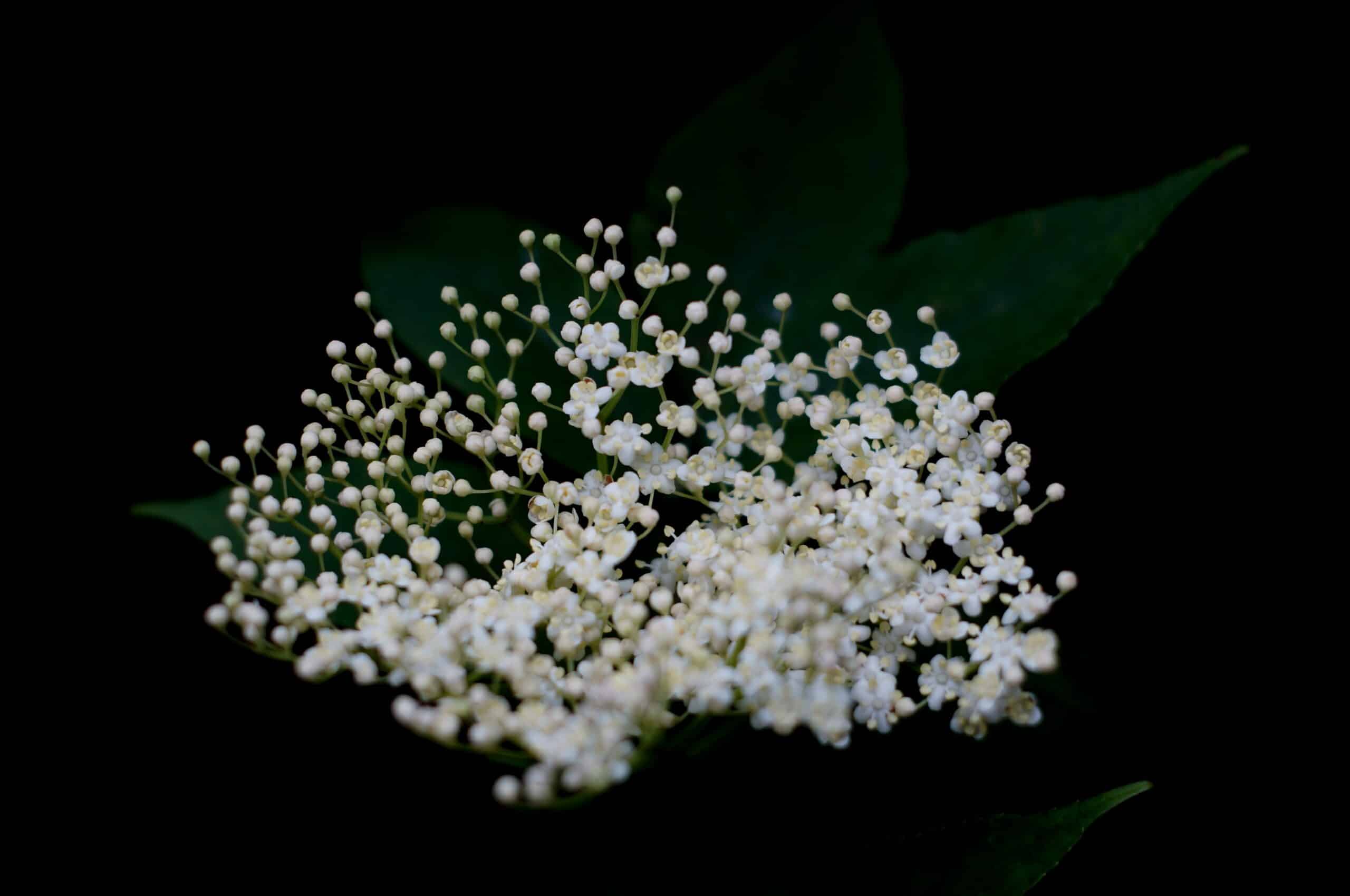 bgGqD 2DqWjq scaled 1 How To Grow And Care For Black Lace® Elderberry 1