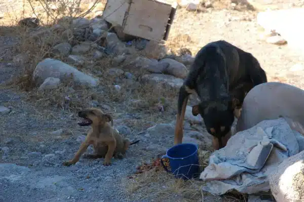 Puppy Rose Alice Lane and Lady Momma being fed before Lady Momma brought the other pups, dog rescue from starvation, Cemetery, San Rosalia, Baja California Sur, Mexico