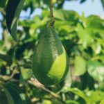 c oi6noqxdq How to grow an avocado from seed in 4 Simple Steps 5