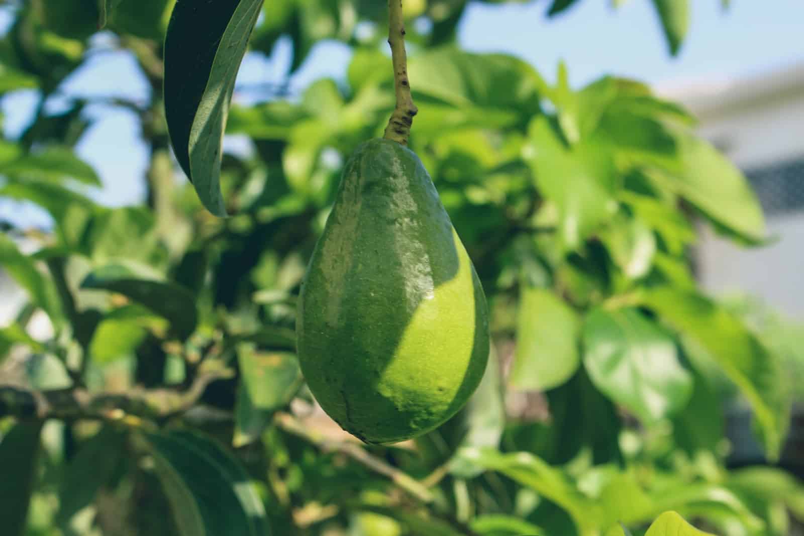 c How to grow an avocado from seed in 4 Simple Steps 1