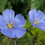 Blue Flax Flowers (linum perenne)