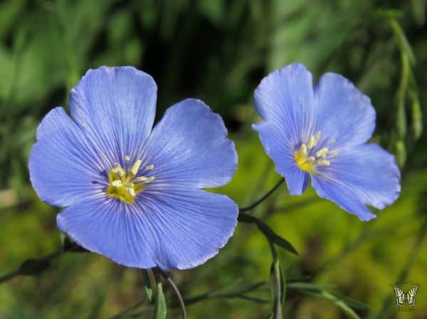 Blue Flax Flowers (linum perenne)