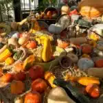 Autumn Harvest - Pumpkins, Squashes and Ornamental Gourds