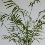 dnghf74yw4s how to grow and care Parlor Palm [Chamaedorea Elegans] 44