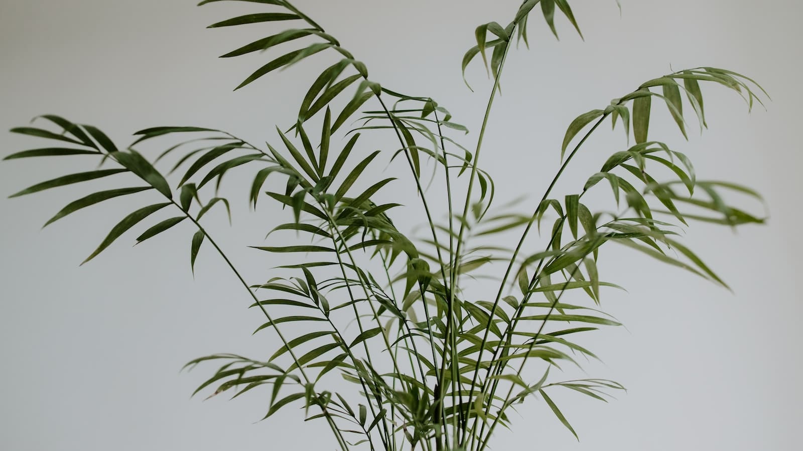 dnghf74yw4s how to grow and care Parlor Palm [Chamaedorea Elegans] 1