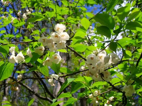 American Silverbells Tree - Halesia carolina on the Jarrard Gap - Slaughter Creek Loop Hike - Union County, Georgia