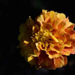 e6k 4h9w6ce Marigold Flower: Meaning, Properties, Uses & How to Grow 32
