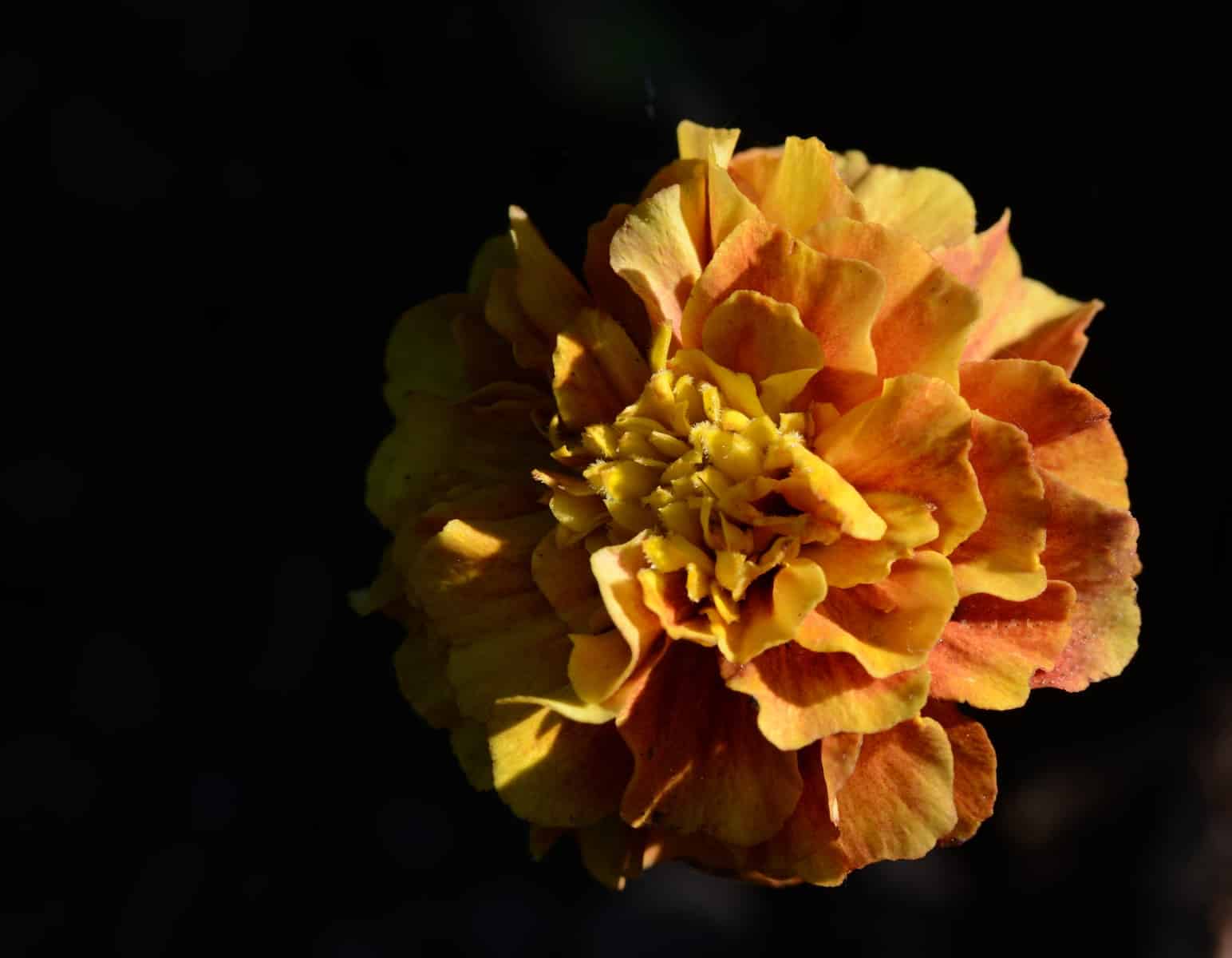 e6k 4h9w6ce Marigold Flower: Meaning, Properties, Uses & How to Grow 1
