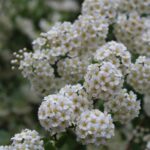 eQU88s1SGrjq scaled 1 How To Grow And Care For Bridal Wreath Spirea 34