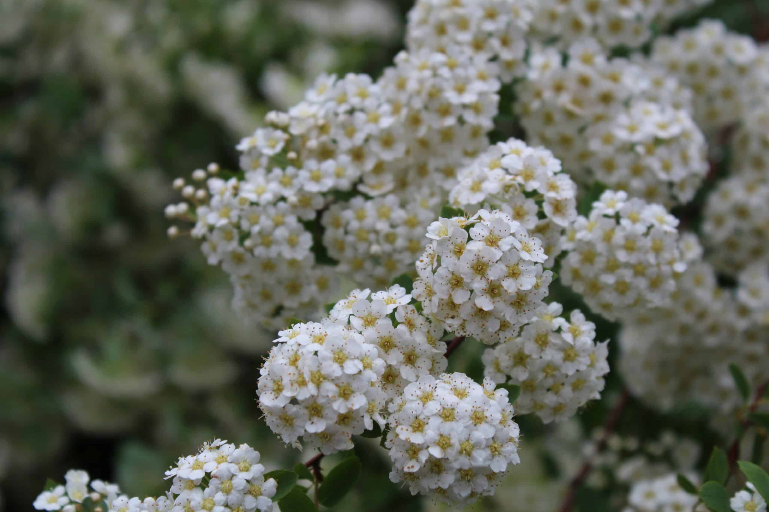 How To Grow And Care For Bridal Wreath Spirea » GreenLife