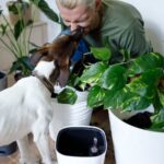 es3jueya88c 42 Indoor Plants Safe for Cats and Dogs: Pet-Friendly Greenery 29