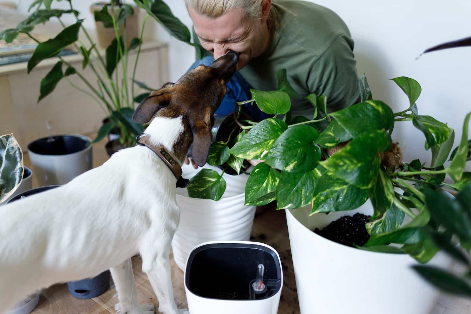 es3jueya88c 42 Indoor Plants Safe for Cats and Dogs: Pet-Friendly Greenery 1