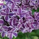 lilac flower - lila Flieder