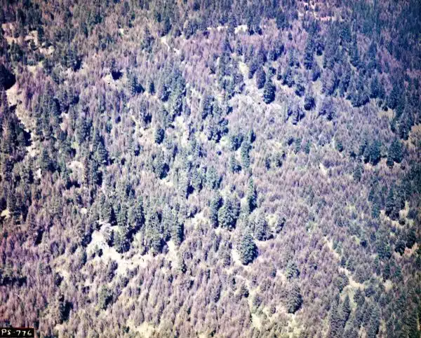 1948. Western spruce budworm defoliation of Douglas-fir and white fir. Tupper area. Umatilla National Forest, Oregon.