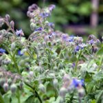 gQyW8Kqjczjq scaled 1 How To Grow Borage: Planting And Care 17