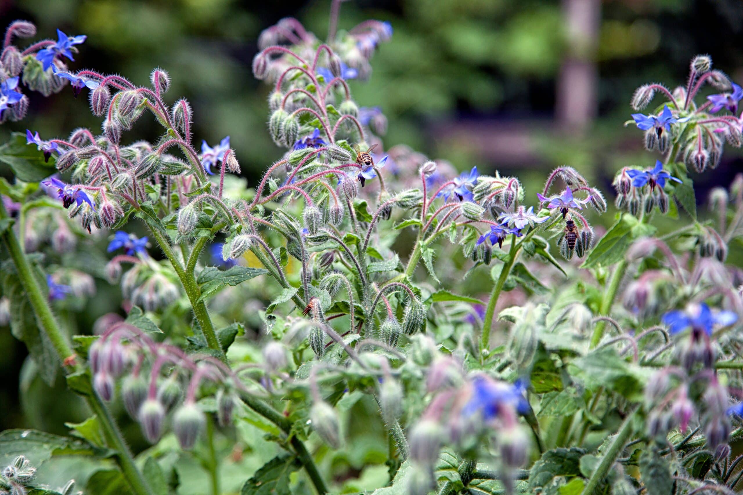 gQyW8Kqjczjq scaled 1 How To Grow Borage: Planting And Care 1