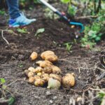 h cgkh94ois how to grow potatoes at home 3
