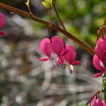 hLSLYIwL Cjq scaled 1 How To Grow & Care For Bleeding Heart Plant 12