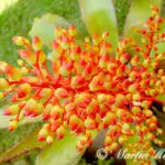 Aechmea (Burning Bush) Bromeliad