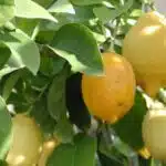 Citrus~ Lisbon Lemon (2)