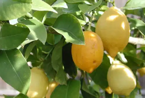 Citrus~ Lisbon Lemon (2)